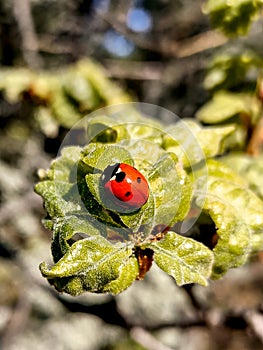 Small ladybug at the green leaf