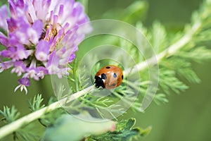 Small Ladybug on green leaf.