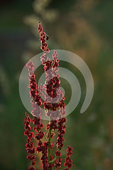 Small ladybug insect climbed to the top of a red plant