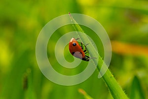 A beautiful ladybug on a leaf