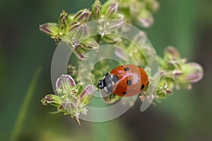 Small Ladybug on Milkweed Bloom
