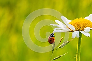 A beautiful ladybug on a plant