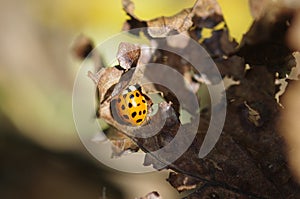 Dry autumn leaf with ladybug