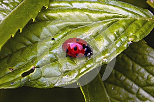 A small ladybug sits on a green leaf in summer