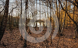 Small lake behind the bare trees