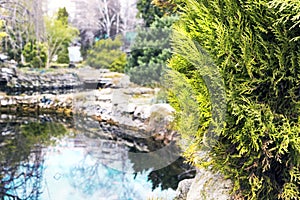Small lake in the botanical garden