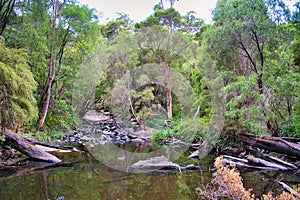 Small lake in a dense forest in Western Australia