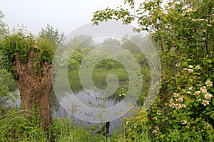 Small lake in the forest