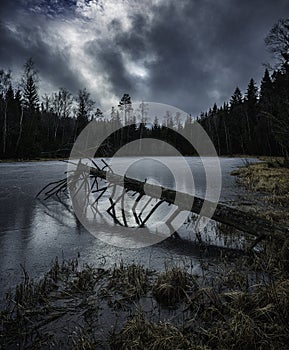 Small lake in a forest with fallen tree in the foreground