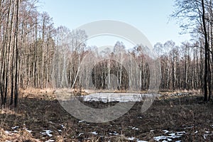 small lake in the forest