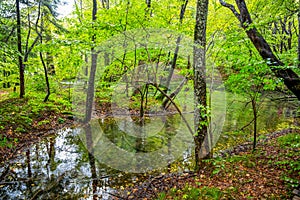 A small lake inside forest in autumn time / Plitvice lakes/ Croatia/ Parks