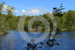 Small lake located in the middle of the forest