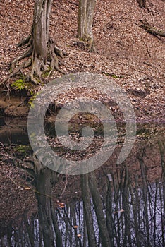 A small lake in the middle of the beech forest in the autumn season. Reflections in clear water at the end of the day