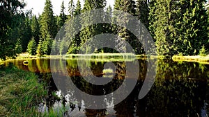 Small lake in the middle of a forest