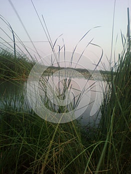 Small lake srounded in grass