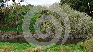 Small lake in swamp in New Zealand