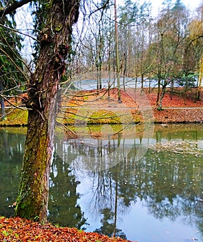 Small lake with a tree in autumn colours