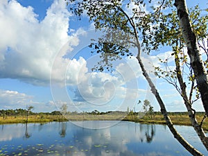 Small lake, trees and beautiful cloudy sky in swamp, Lithuania