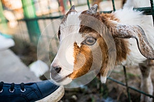 Small lam portrait photo