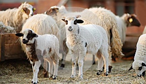 Small lamb on background of sheeps in corral on the farm. Bio organic healthy food and wool production. Growing livestock is a