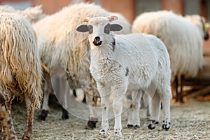 Small lamb on background of sheeps in corral on the farm. Bio organic healthy food and wool production. Growing livestock is a