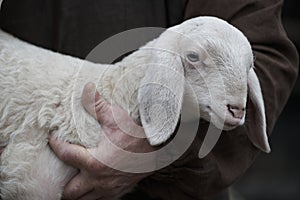 Piccolo agnello pastori braccio 