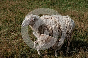 Small Lamb suckling his mother. photo