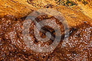 Small Land Planarian