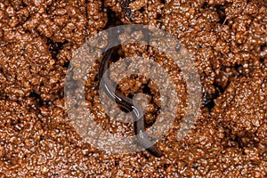 Small Land Planarian