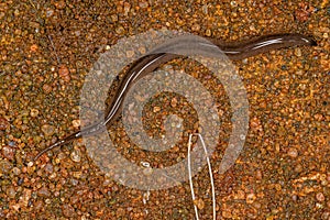 Small Land Planarian