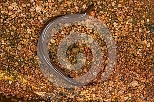 Small Land Planarian