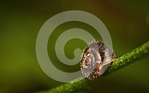 Small land snail Hygromiidae on a green stalk