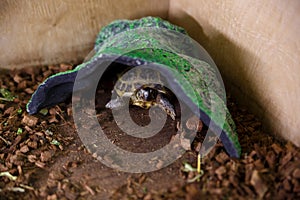 A small land turtle lives in a zoo, looks out of the house