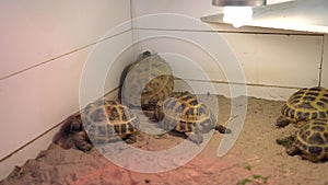 Small Land Turtle Walk in Open Cage With Sand. Cute Little Children Watch Animals Have Fun Spend Time on Contact Zoo