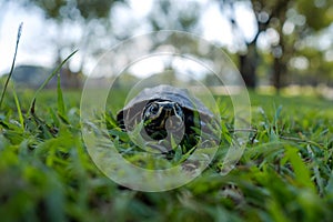 A small land turtle walks along the green grass in the park.