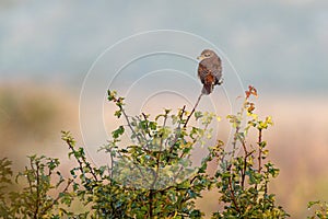 Small Lanius collurio bird perched on a plant on the blurry background