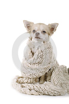 Small lap dog in woolen dress