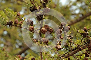 Small larch cones on a branch.