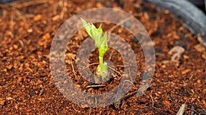 Small Large coriander germinate from Large coriander after cooking.