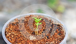 Small Large coriander germinate from Large coriander after cooking.