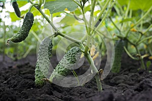 Small and large cucumbers growing in the garden on a special grid, flowering vegetables