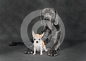 Small and large dogs portrait