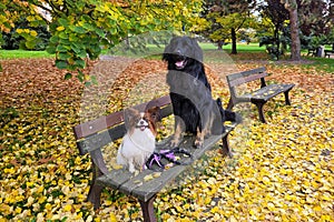 Small and large dogs sitting on a park bench. Autumn landscape.