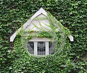 Window of old house covered in ivy