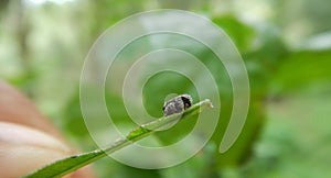 A small leaf beetle sitting on a leaf, Cryptocephalinae
