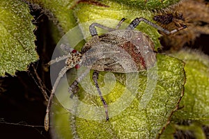 Small Leaf-footed Bug