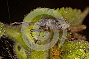 Small Leaf-footed Bug