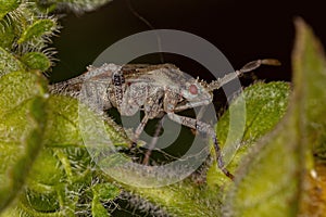 Small Leaf-footed Bug