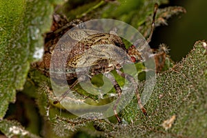 Small Leaf-footed Bug