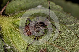 Small Leaf-footed Bug